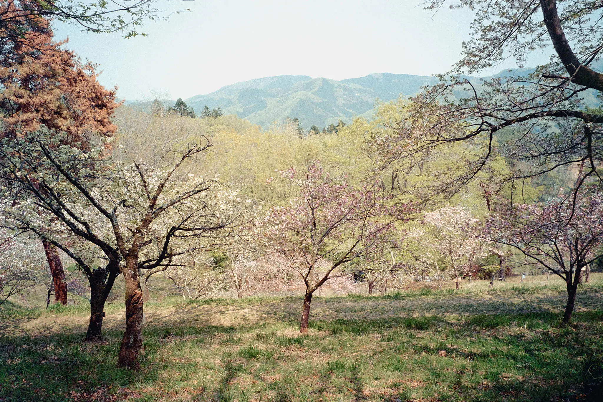 ナツソマレさんで現像してもらったフィルムに写っていたのは…長瀞の桜!