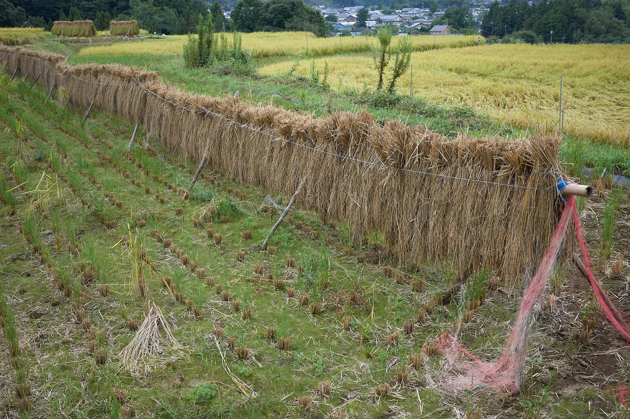 寺坂棚田の秋、彼岸花とのコラボを見逃すな!