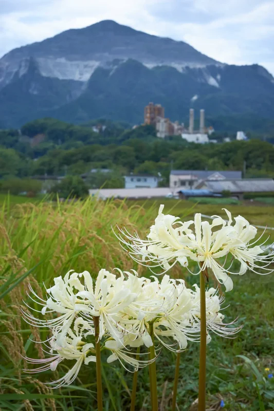 寺坂棚田の秋、彼岸花とのコラボを見逃すな!