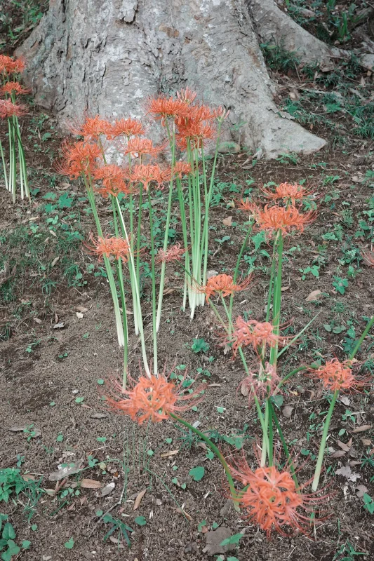 秋を感じる大野貯水池でトンボと彼岸花を撮ってきた