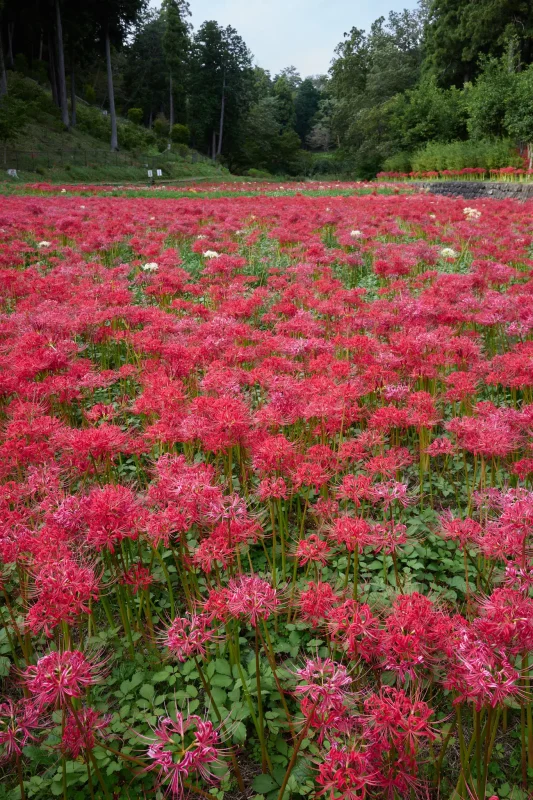 霞丘陵自然公園の彼岸花が過去一で良かった