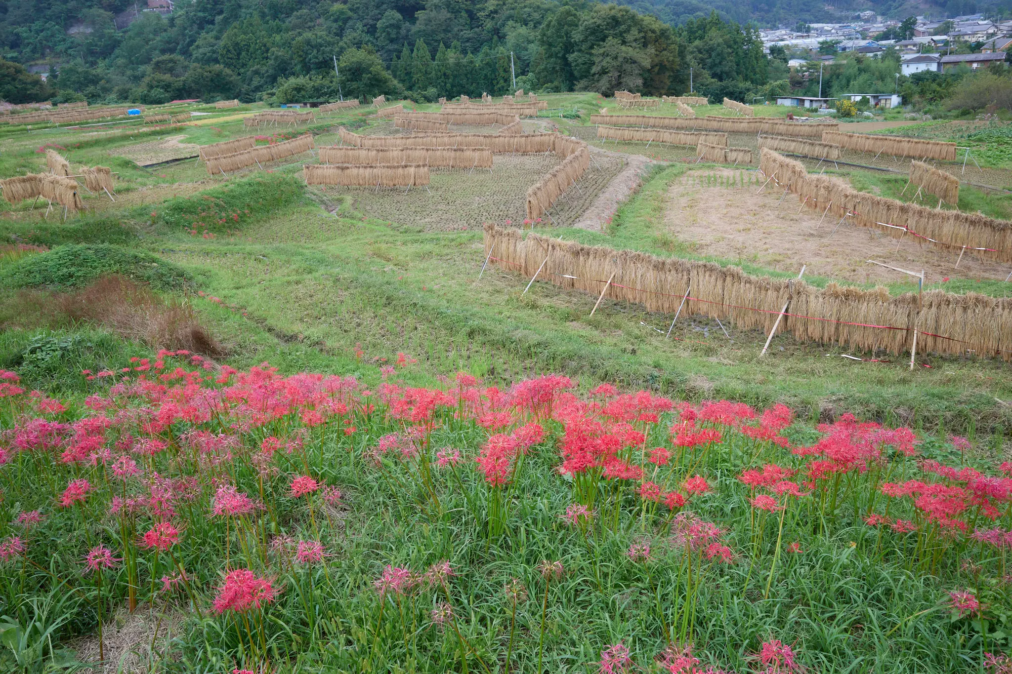 寺坂棚田、今度は赤い彼岸花が咲いてたぞ