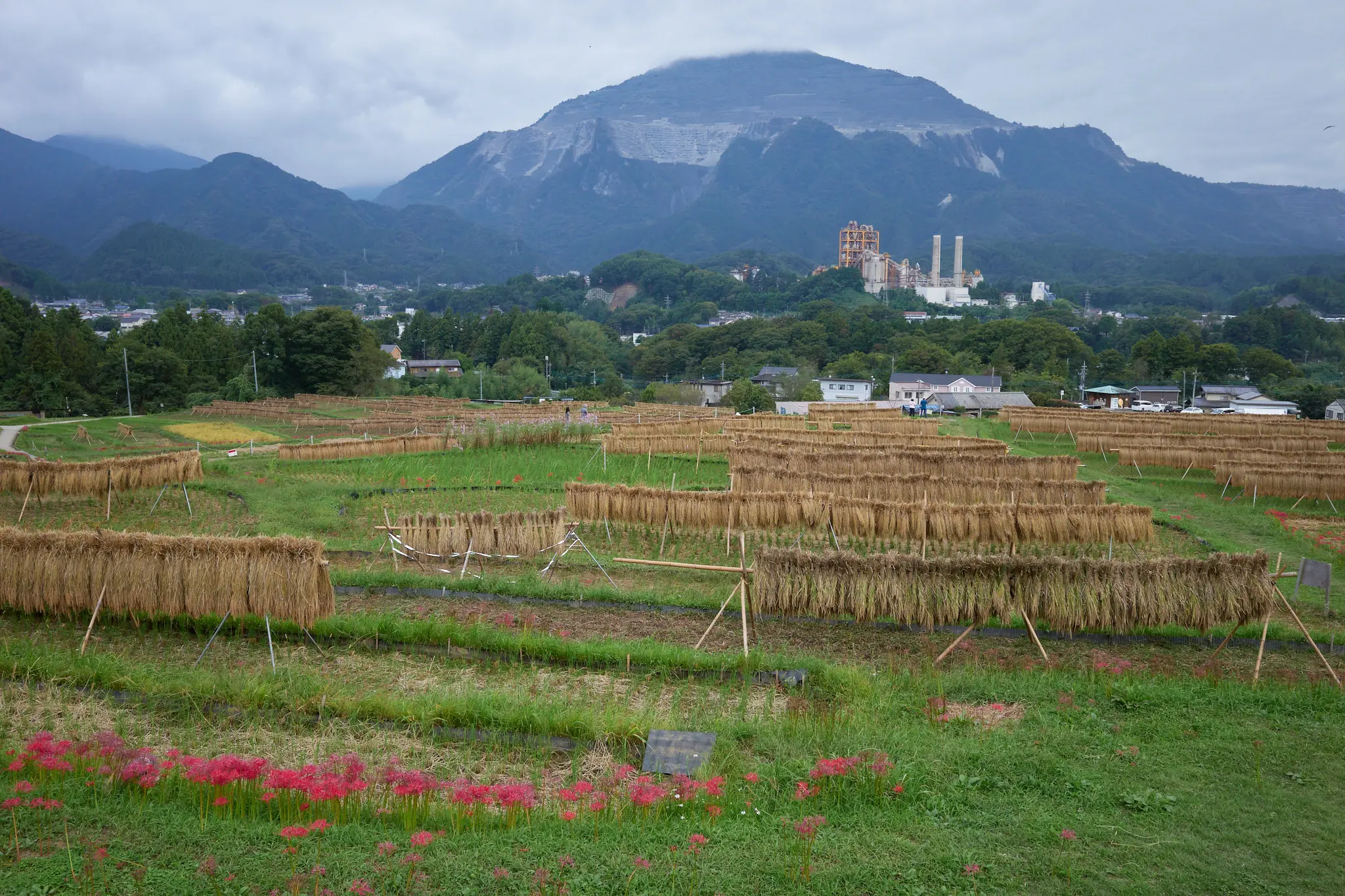寺坂棚田、今度は赤い彼岸花が咲いてたぞ