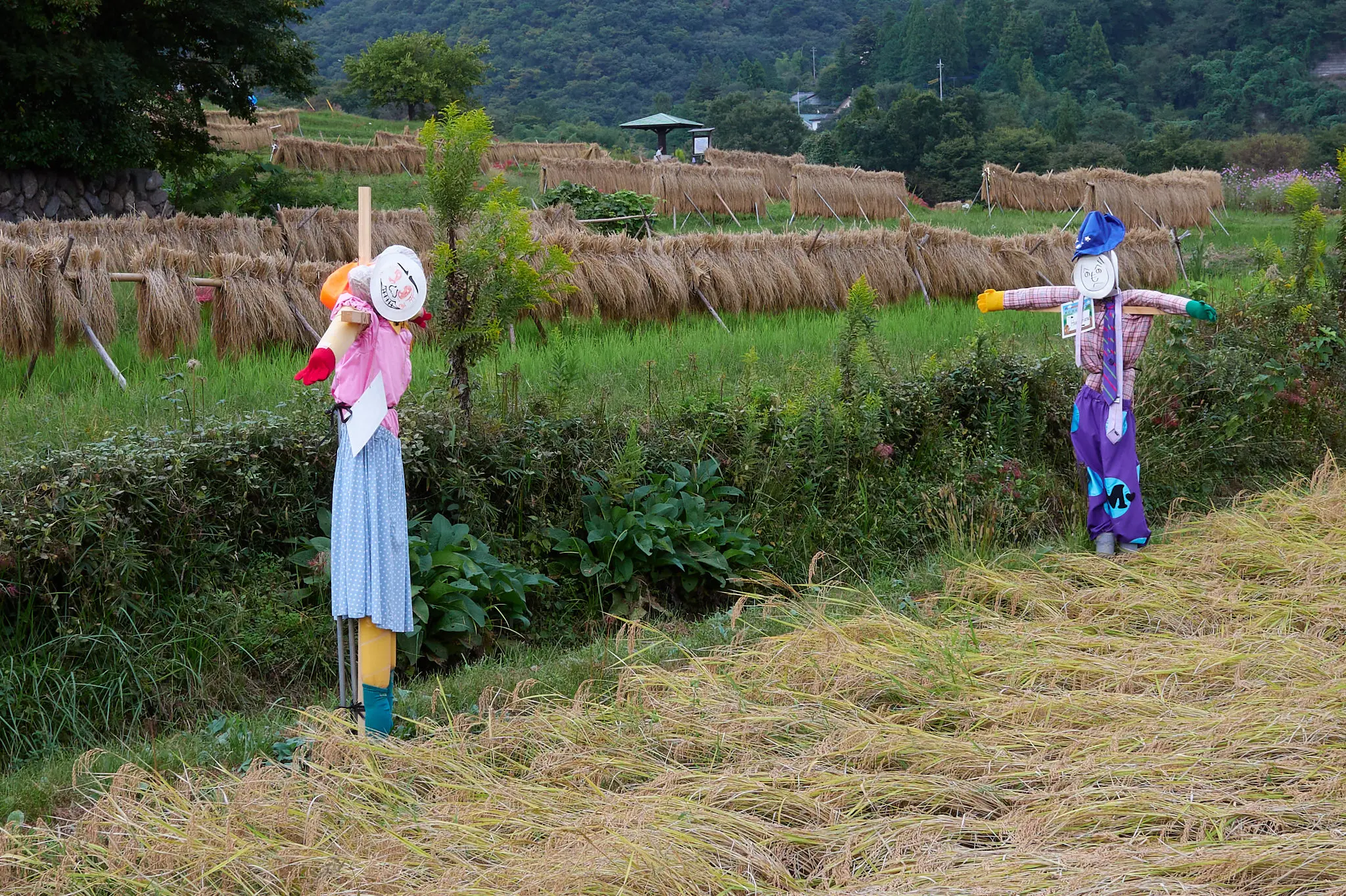 寺坂棚田、今度は赤い彼岸花が咲いてたぞ