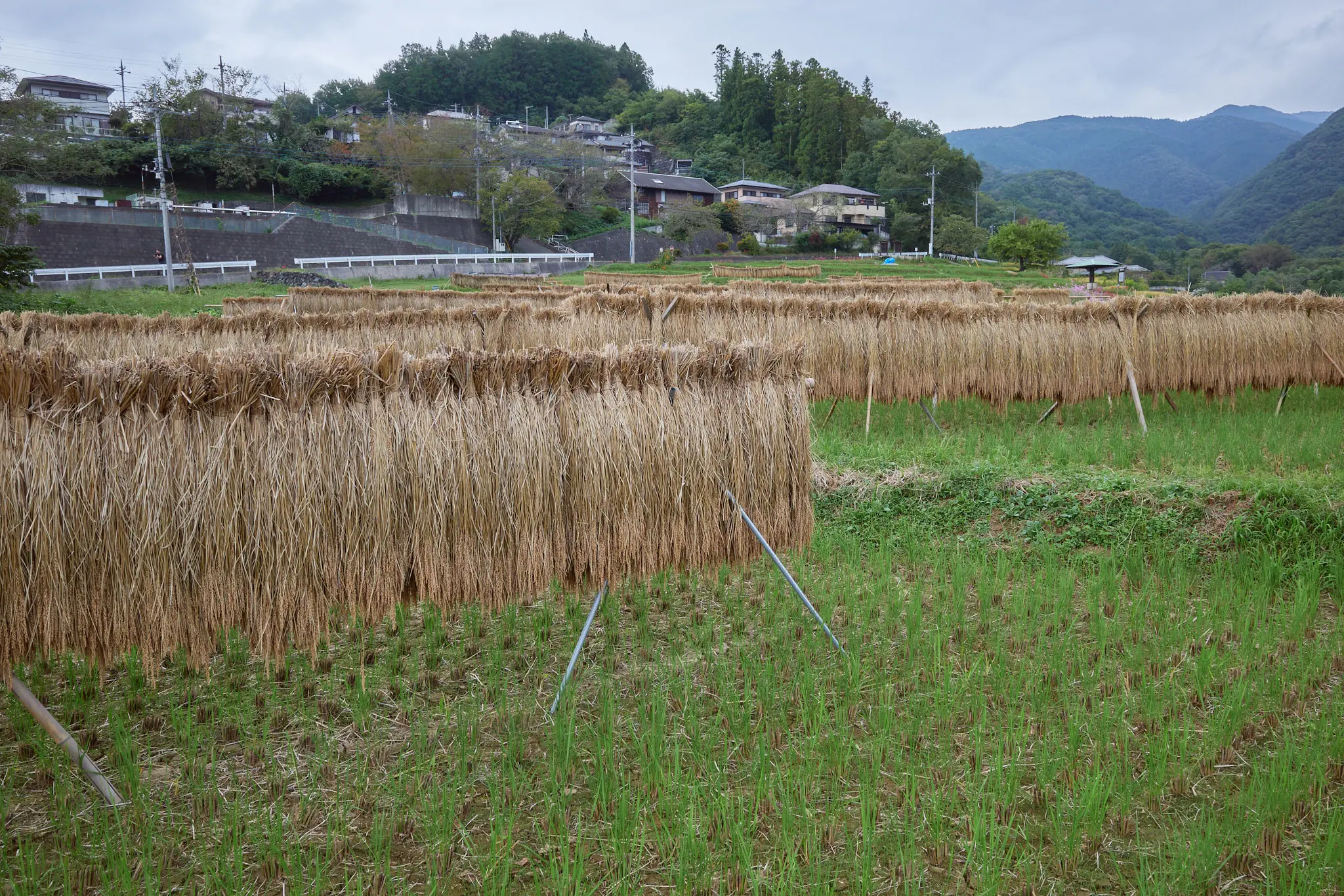 寺坂棚田、今度は赤い彼岸花が咲いてたぞ