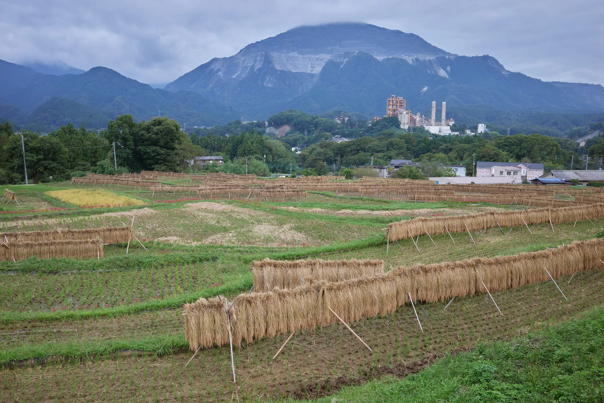 寺坂棚田、今度は赤い彼岸花が咲いてたぞ