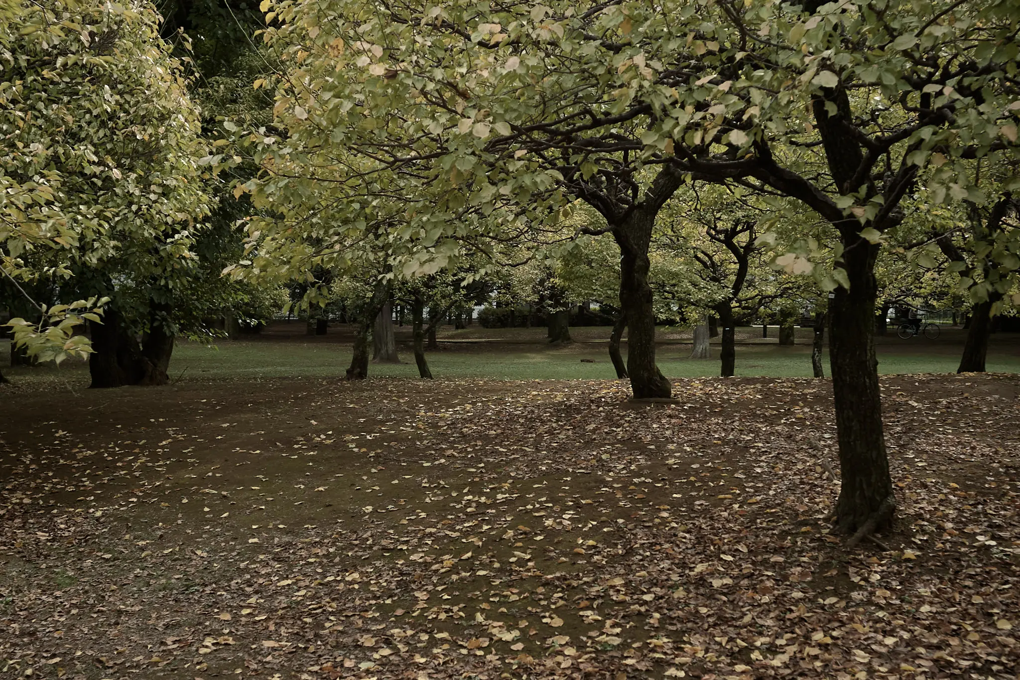 府中の森公園は、府中の森の中にありました