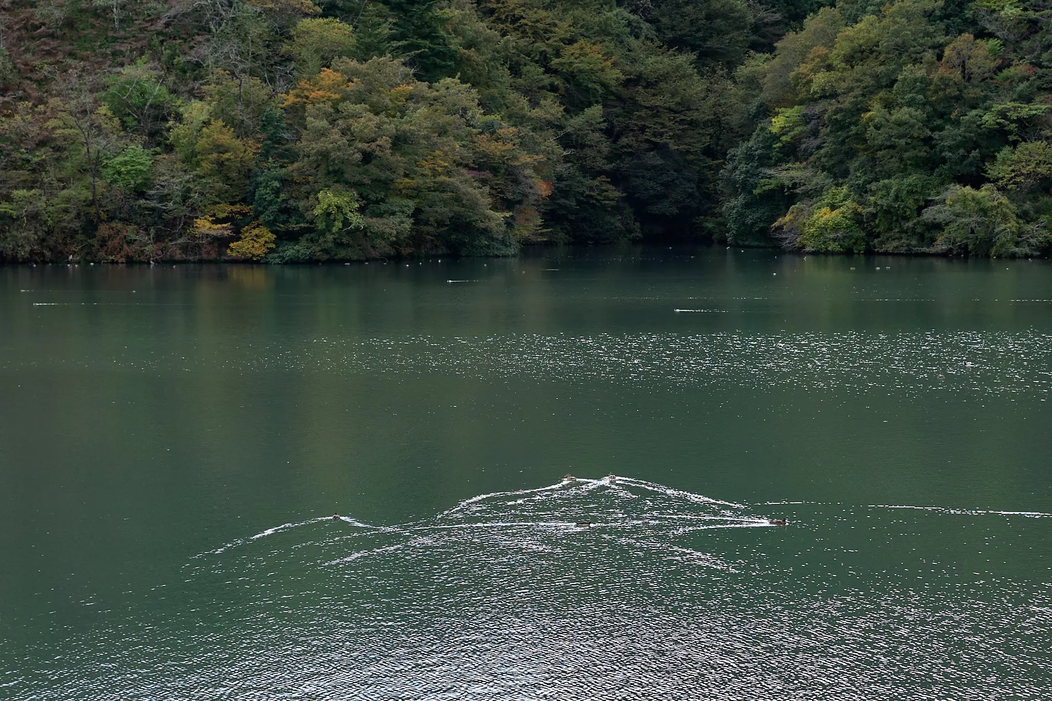 大野貯水池の紅葉はまだまだ