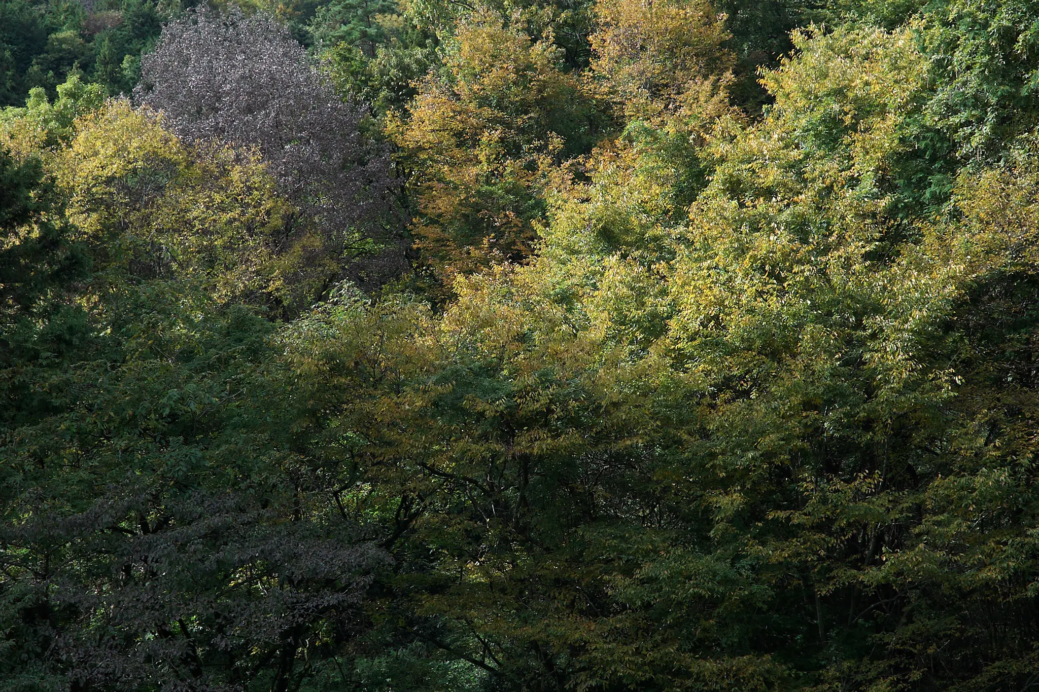 お待たせしました、雪をいただいた富士山です