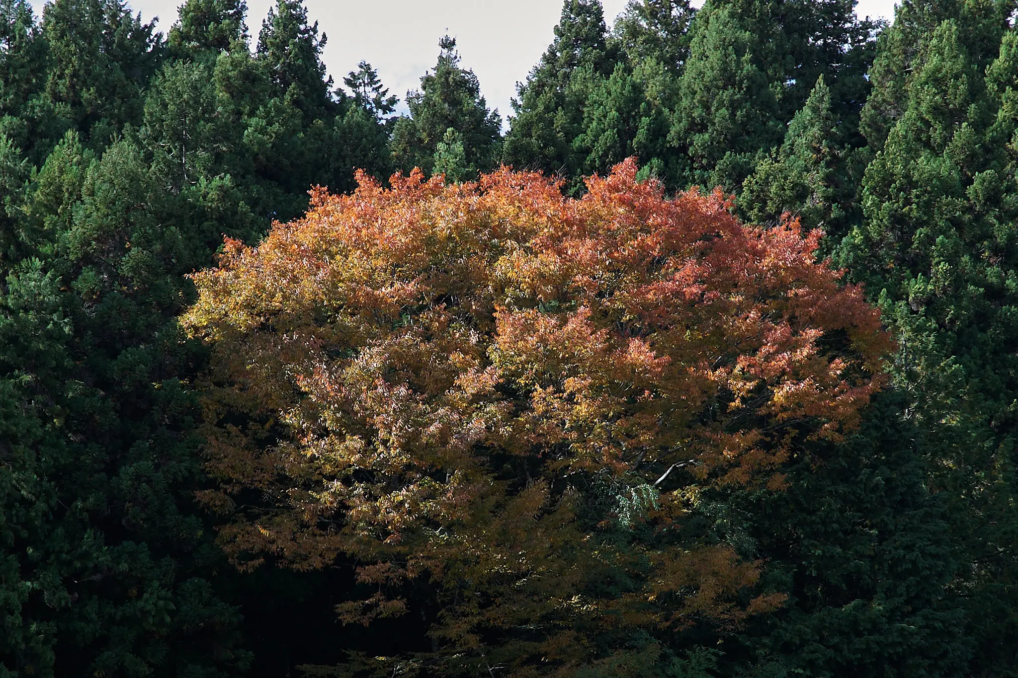 お待たせしました、雪をいただいた富士山です