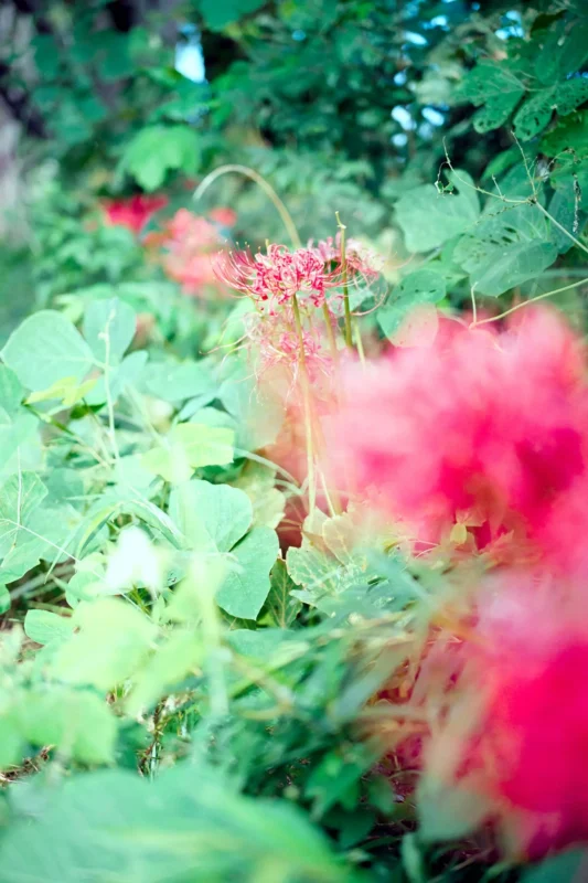 秋のフィルム散歩、多分9月の半ば撮影