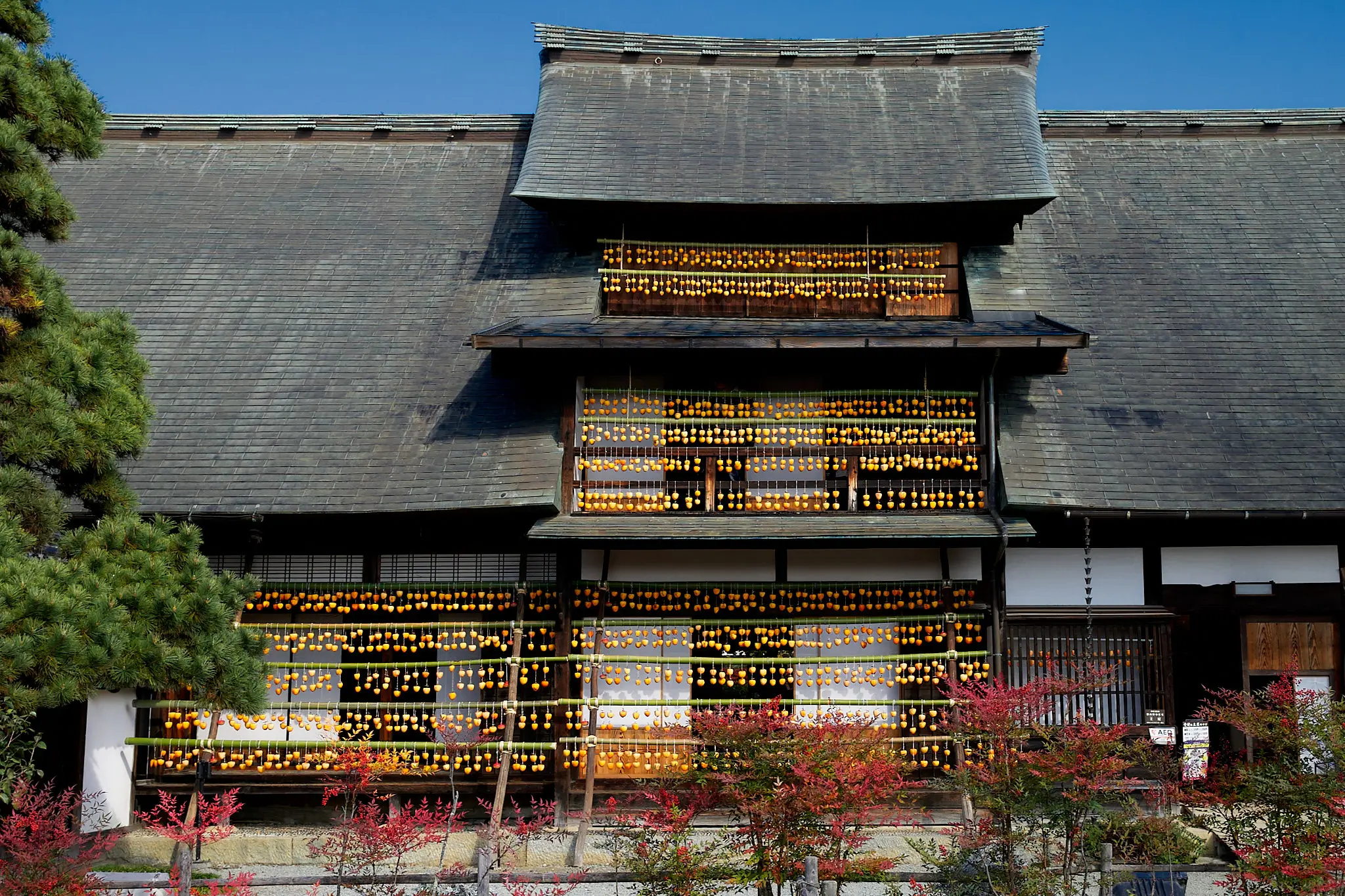 甘草屋敷の枯露柿、今年は早めに行ってみたものの…