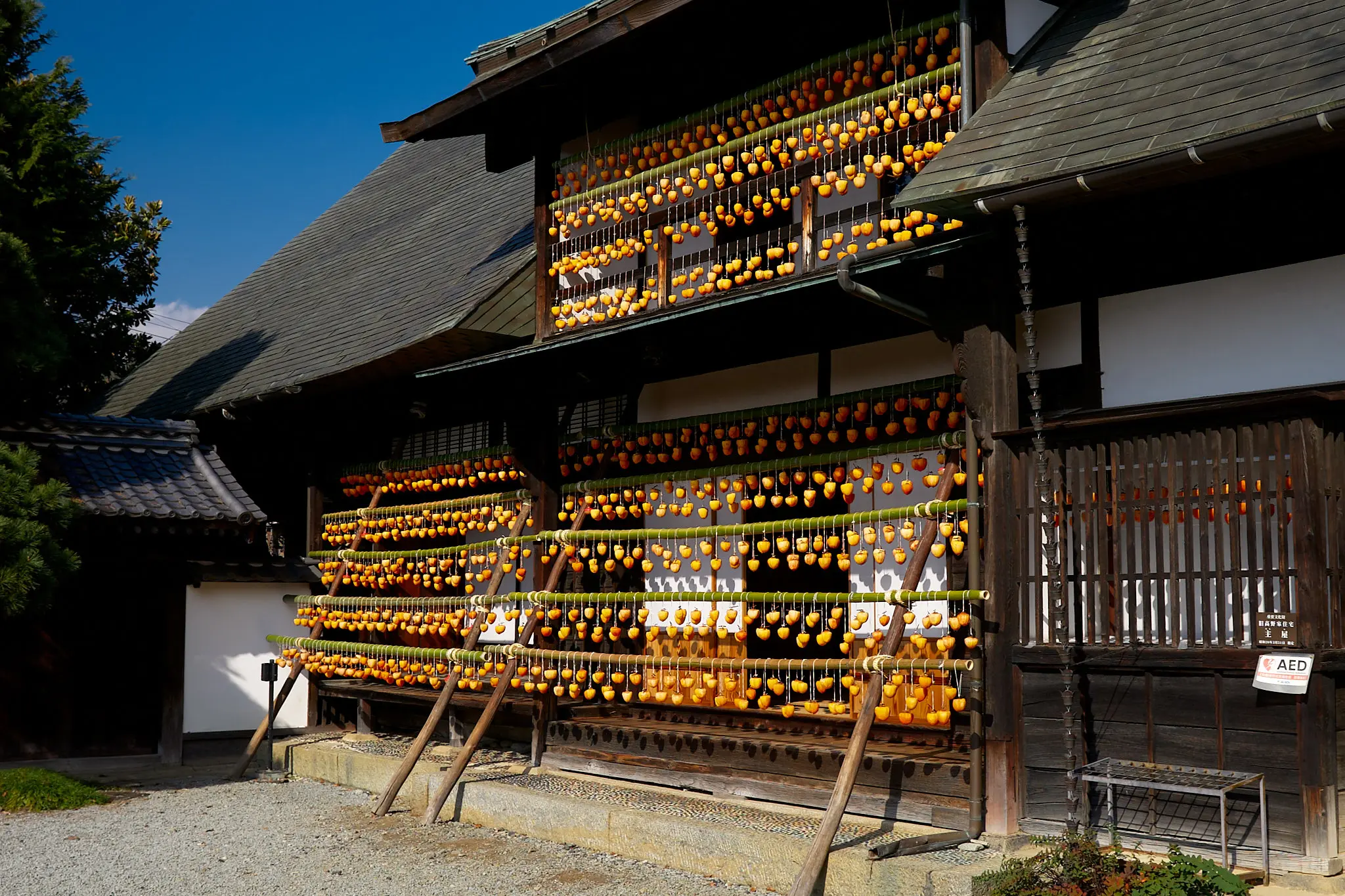 甘草屋敷の枯露柿、今年は早めに行ってみたものの…