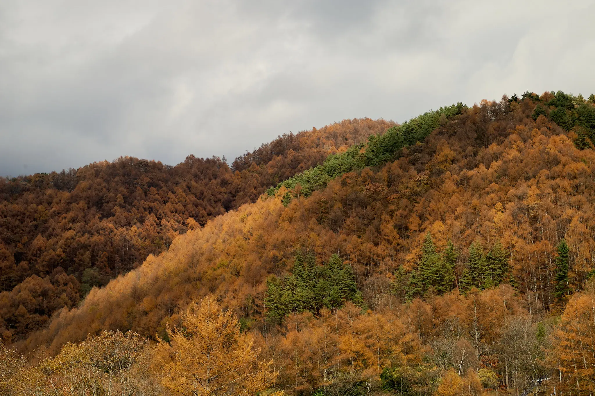 道の駅みとみで見た紅葉がキレイだった