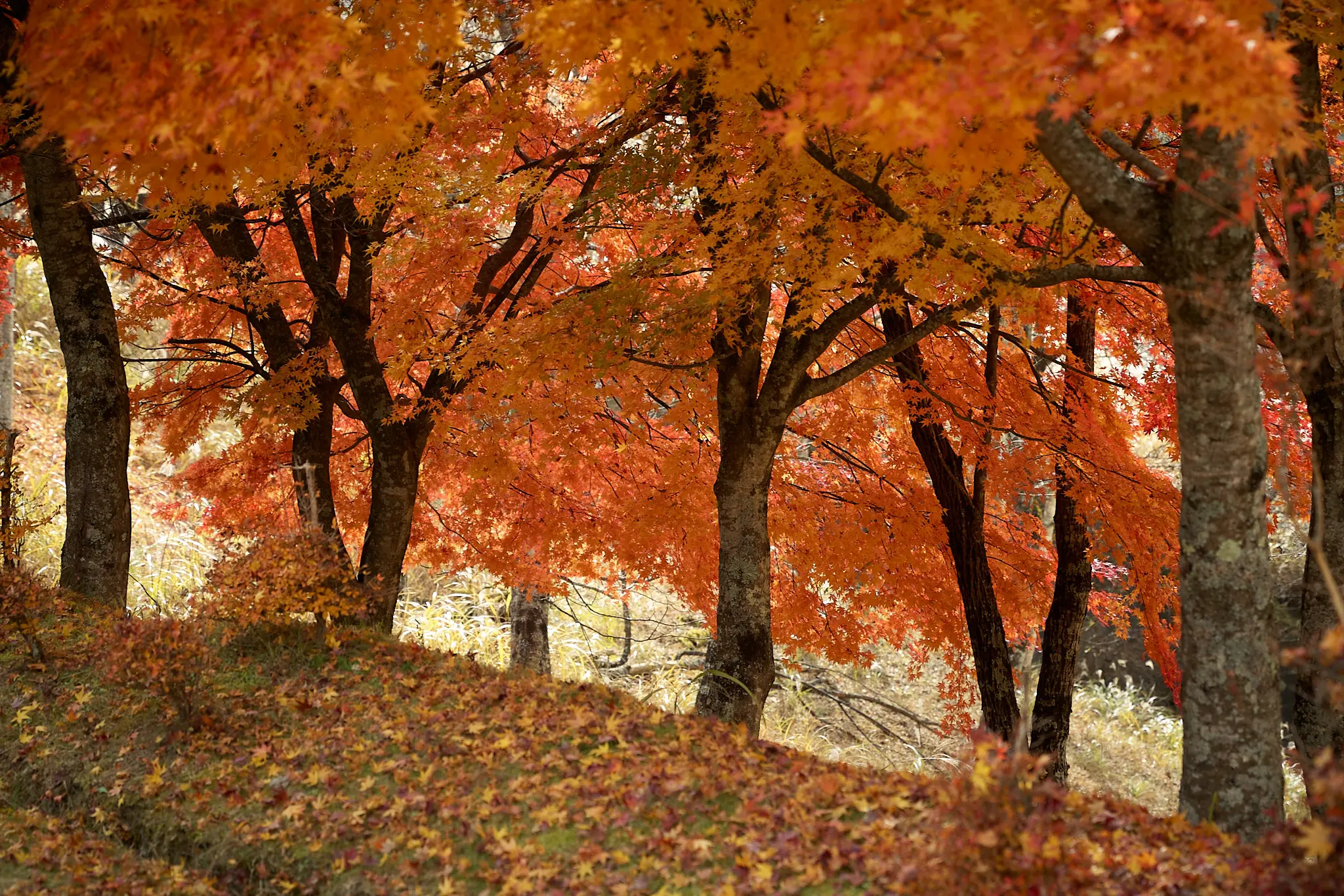 道の駅みとみで見た紅葉がキレイだった