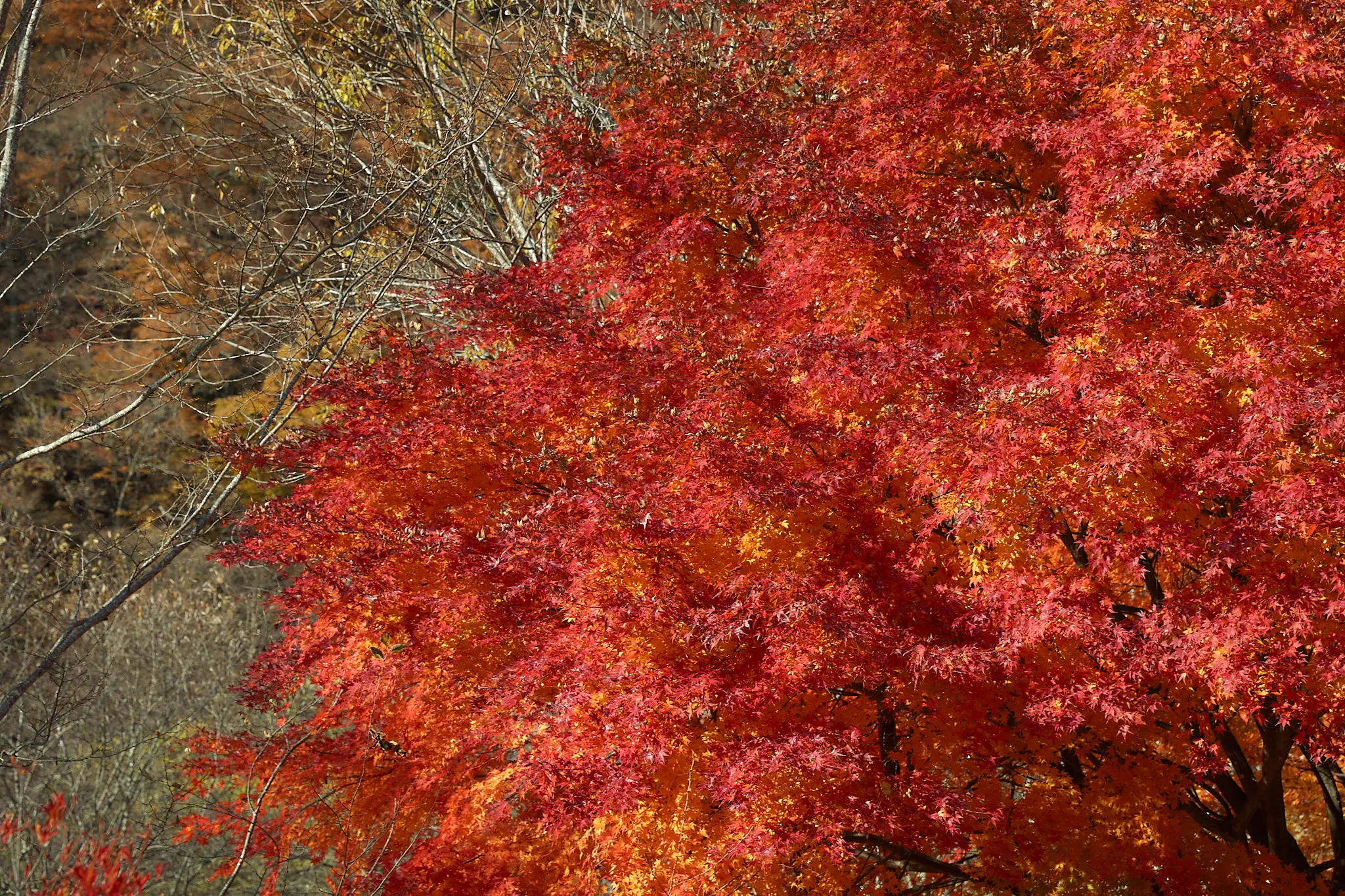 道の駅みとみで見た紅葉がキレイだった