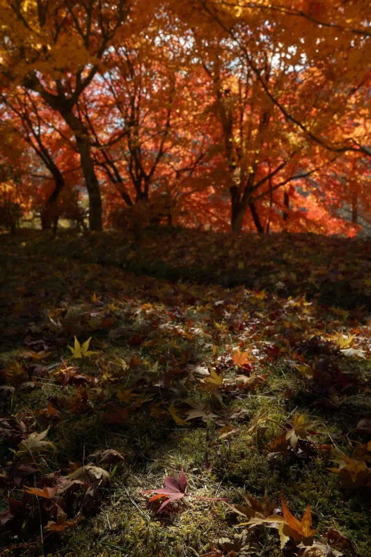 道の駅みとみで見た紅葉がキレイだった