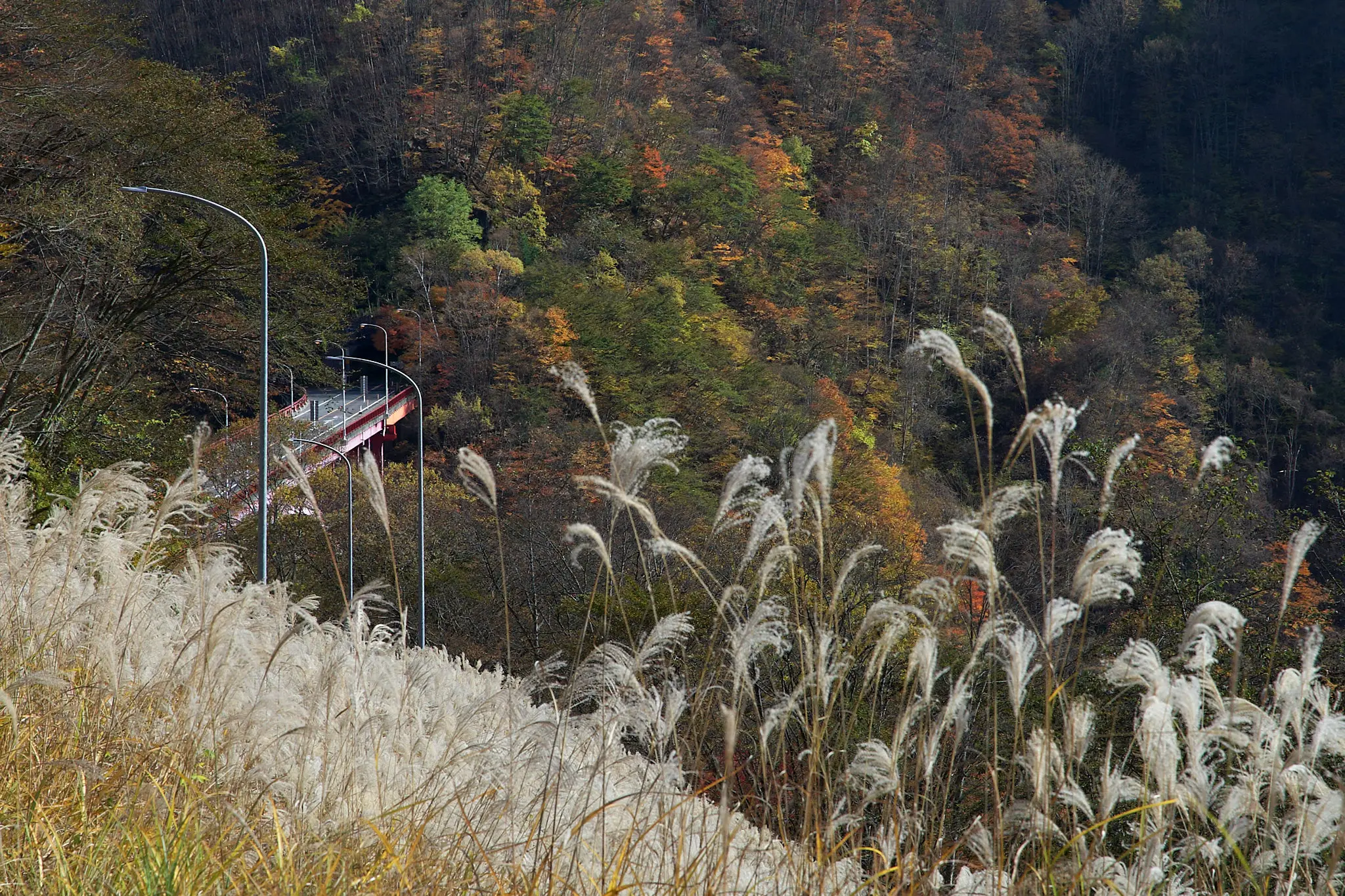 紅葉の雁坂大橋に今年も行ってみた
