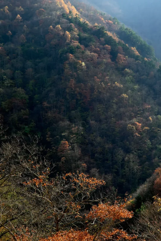 紅葉の雁坂大橋に今年も行ってみた