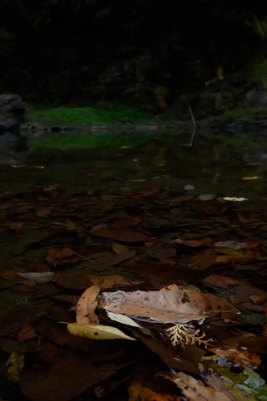 埼玉県の嵐山渓谷に紅葉を見に行ってきた（その1）