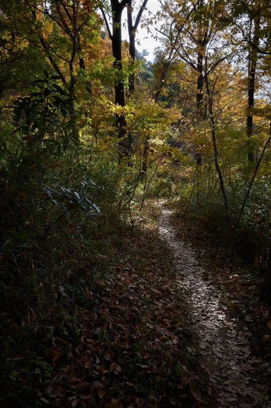 埼玉県の嵐山渓谷に紅葉を見に行ってきた(その2)