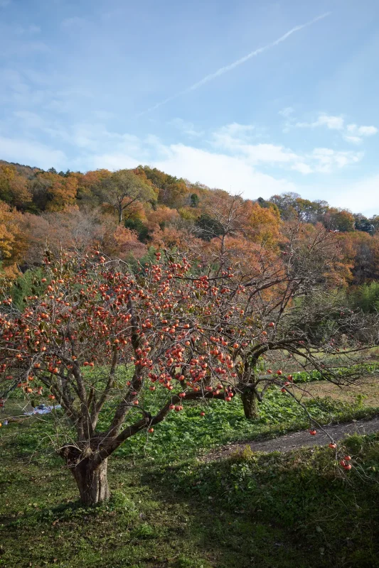 埼玉県の嵐山渓谷に紅葉を見に行ってきた（その2）