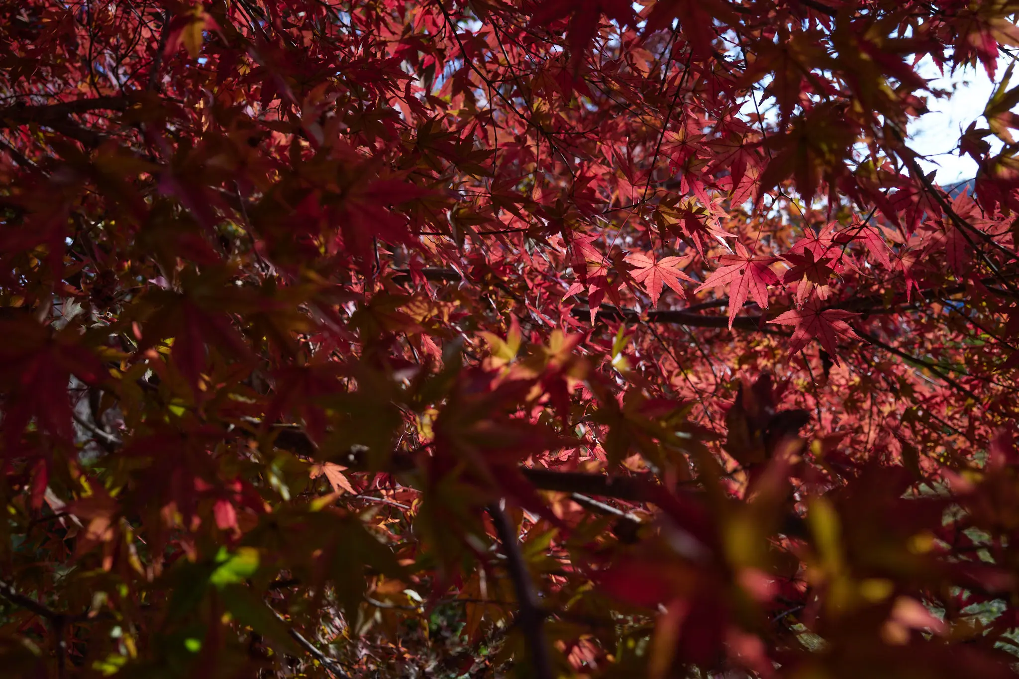 埼玉県の嵐山渓谷に紅葉を見に行ってきた(その2)