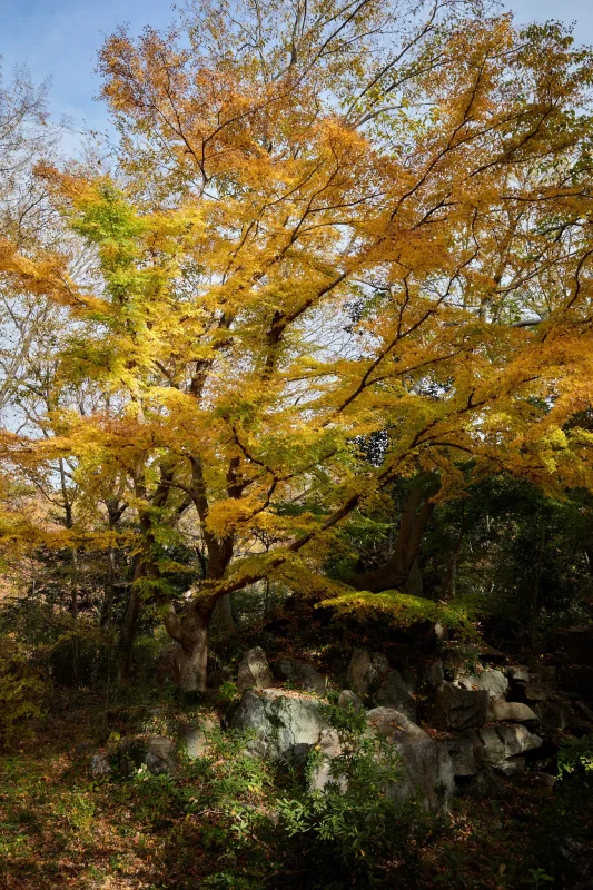 埼玉県の嵐山渓谷に紅葉を見に行ってきた（その2）