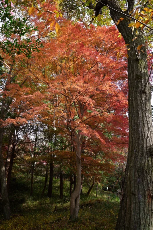 埼玉県の嵐山渓谷に紅葉を見に行ってきた（その2）