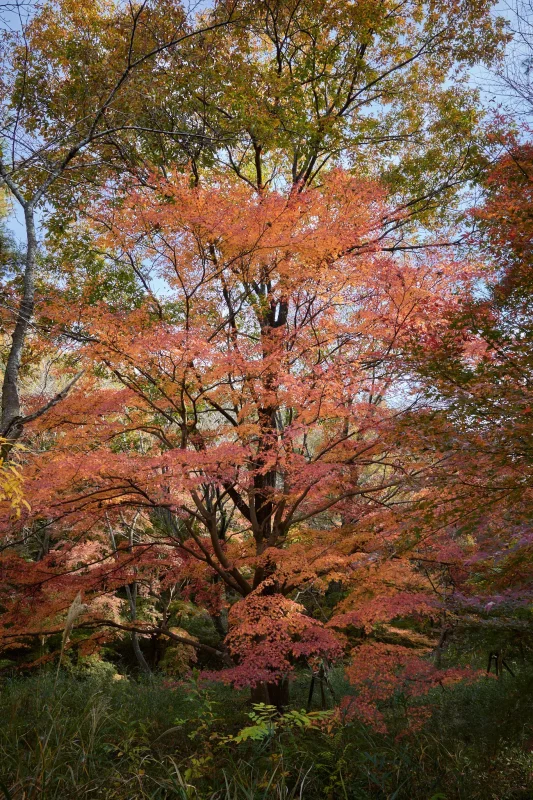埼玉県の嵐山渓谷に紅葉を見に行ってきた（その2）