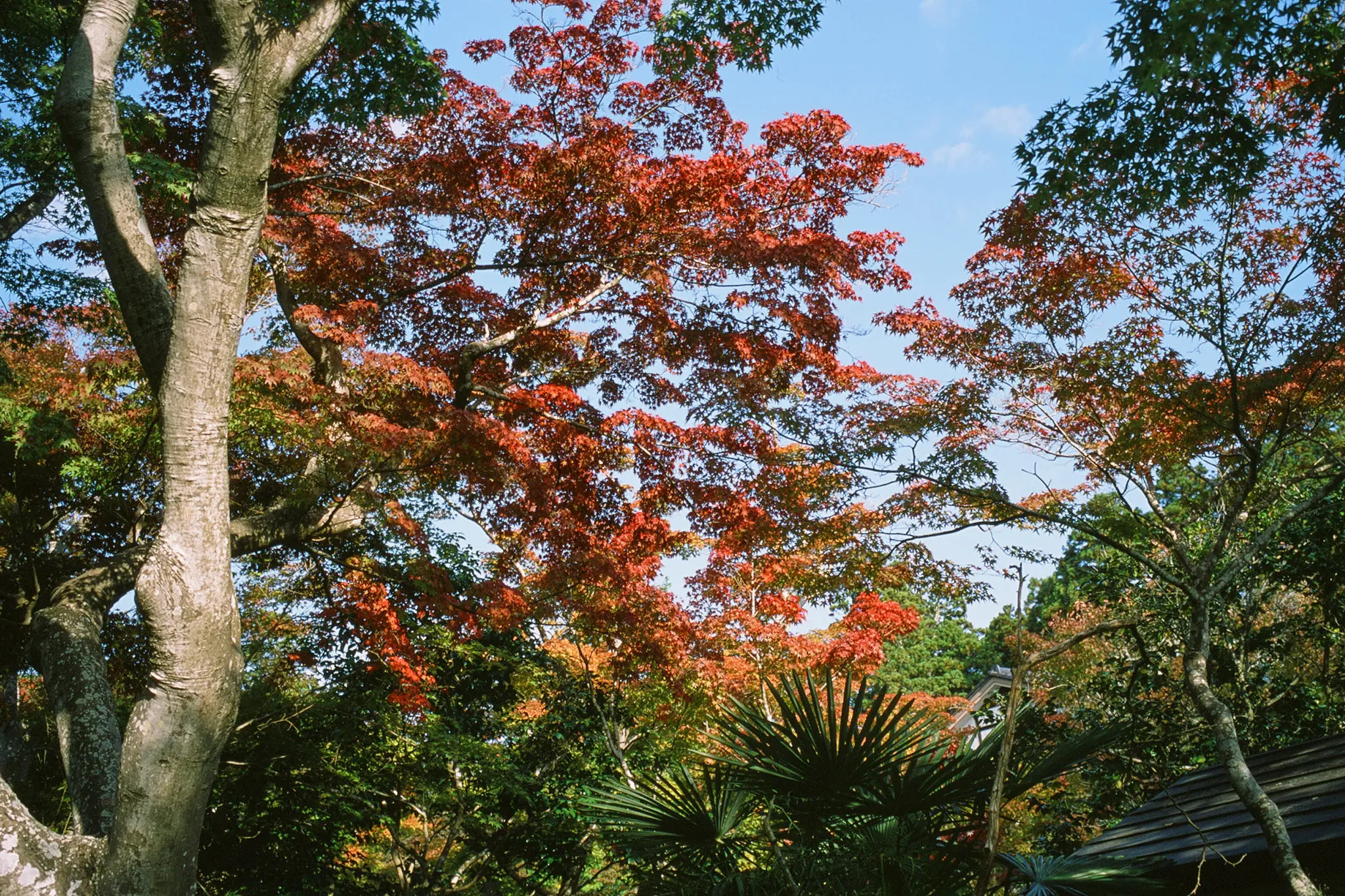 瑞巌寺は開門直後に入るべし! / 仙台・松島旅行2025