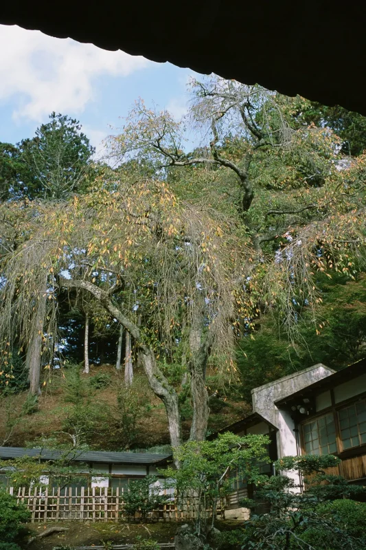 瑞巌寺は開門直後に入るべし! / 仙台・松島旅行2025