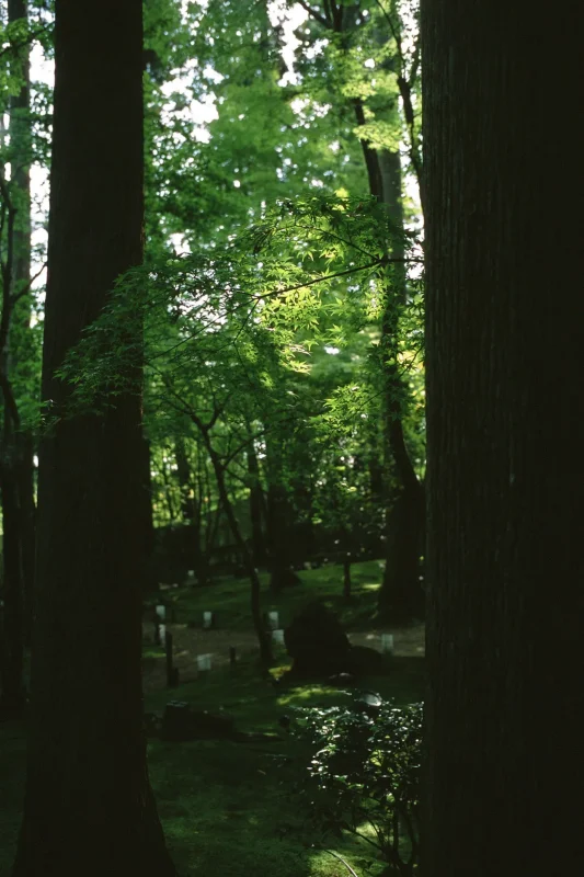 円通院、紅葉の名所もまだ早かった! / 仙台・松島旅行2025