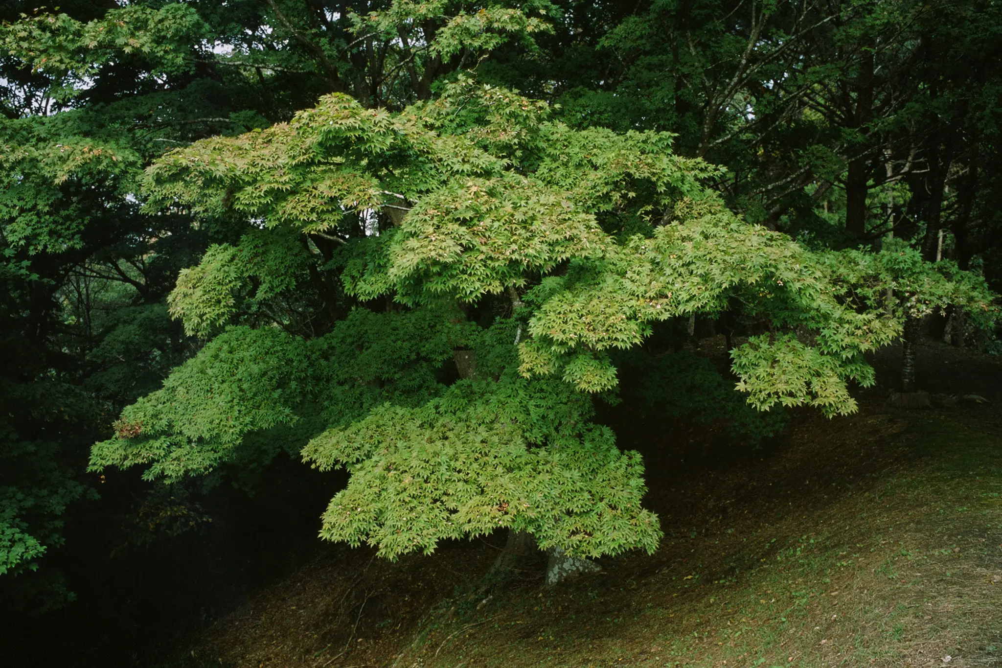 フィナーレ!膝の痛みに耐えきれず散策中止 / 仙台・松島旅行2025