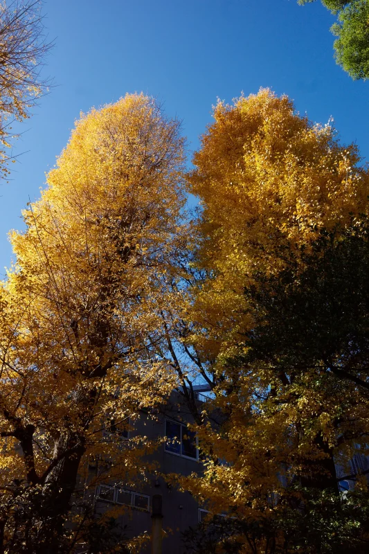 中野氷川神社も新宿中央公園もイチョウがキレイ!