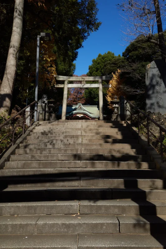 中野氷川神社も新宿中央公園もイチョウがキレイ!