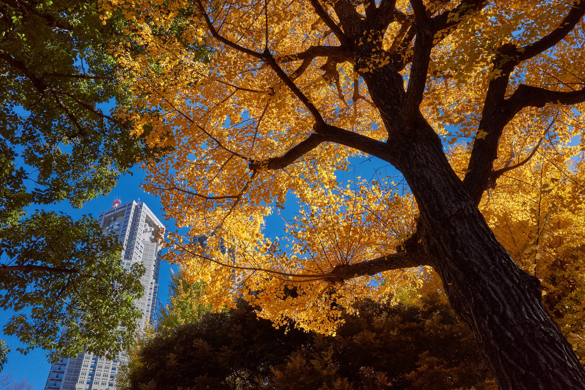 中野氷川神社も新宿中央公園もイチョウがキレイ!