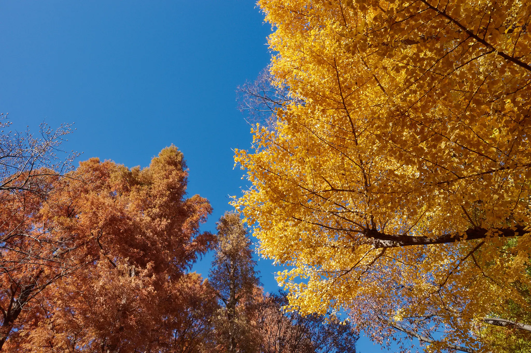 中野氷川神社も新宿中央公園もイチョウがキレイ!