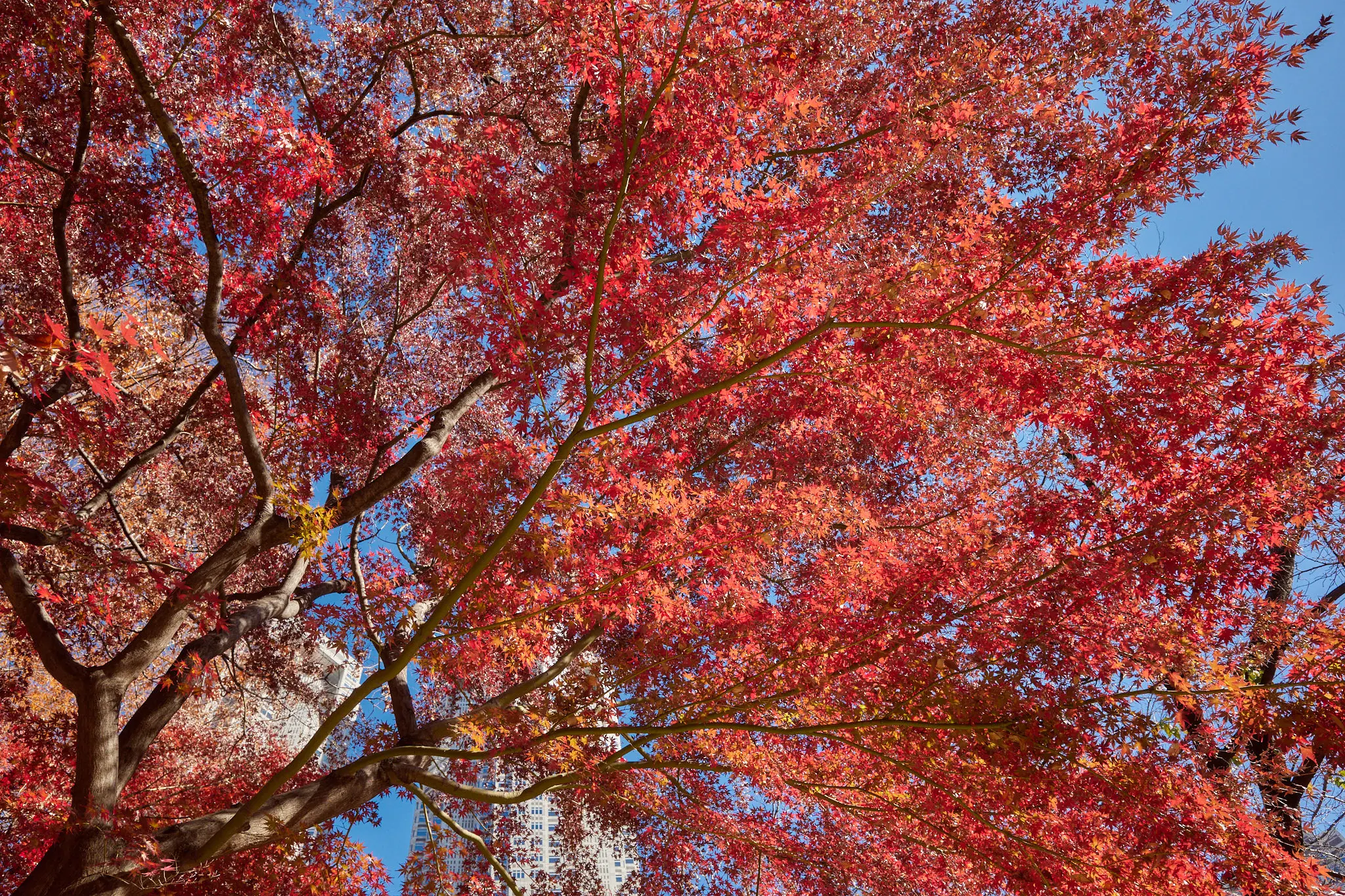新宿中央公園の外れに紅葉スポットがあった!