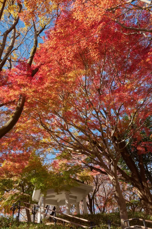 新宿中央公園の外れに紅葉スポットがあった!