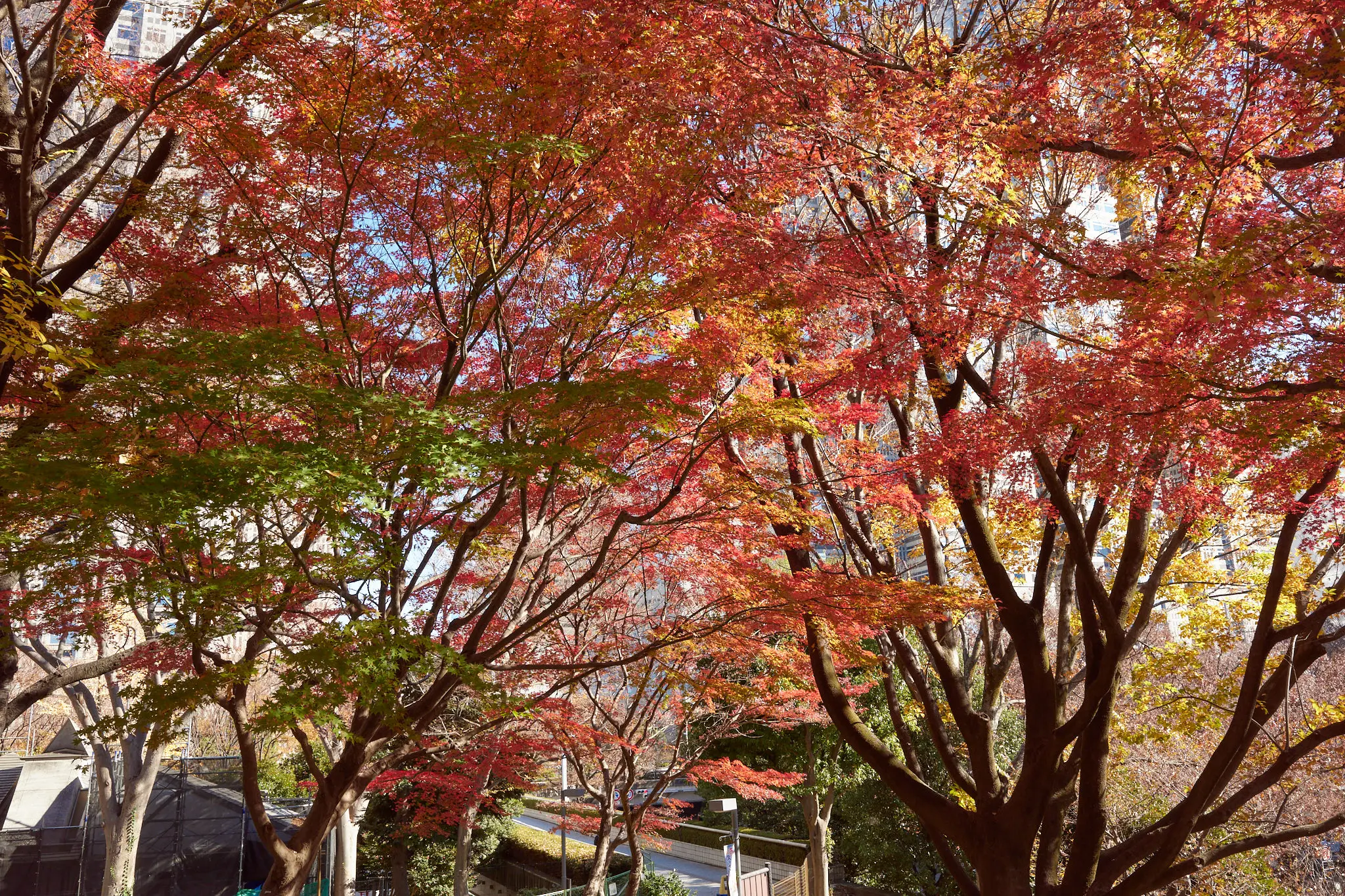 新宿中央公園の外れに紅葉スポットがあった!