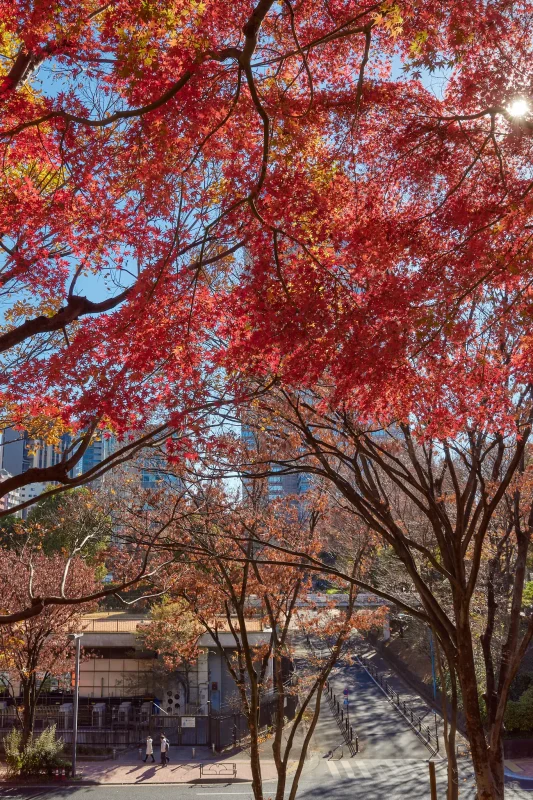 新宿中央公園の外れに紅葉スポットがあった!