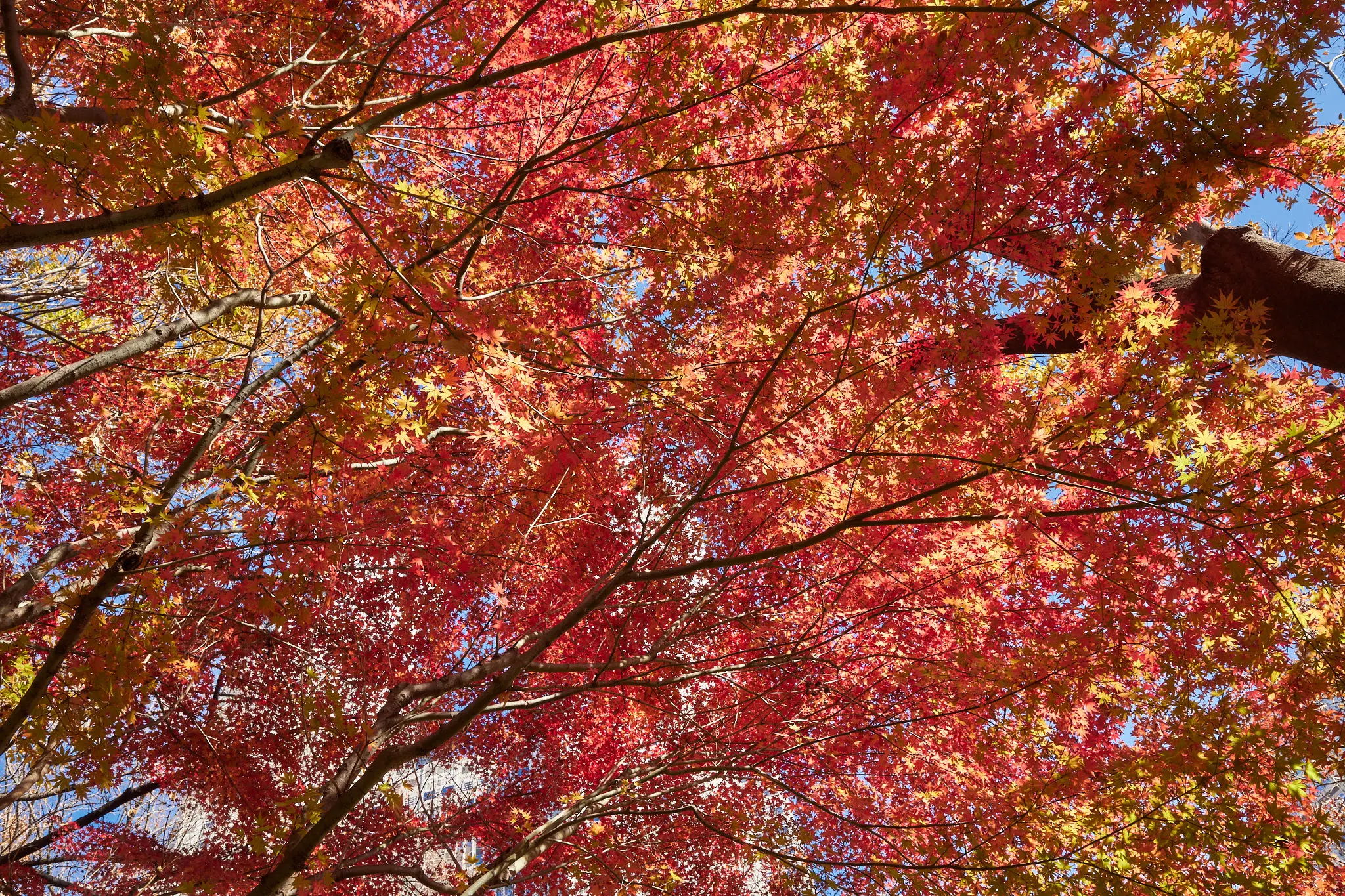 新宿中央公園の外れに紅葉スポットがあった!