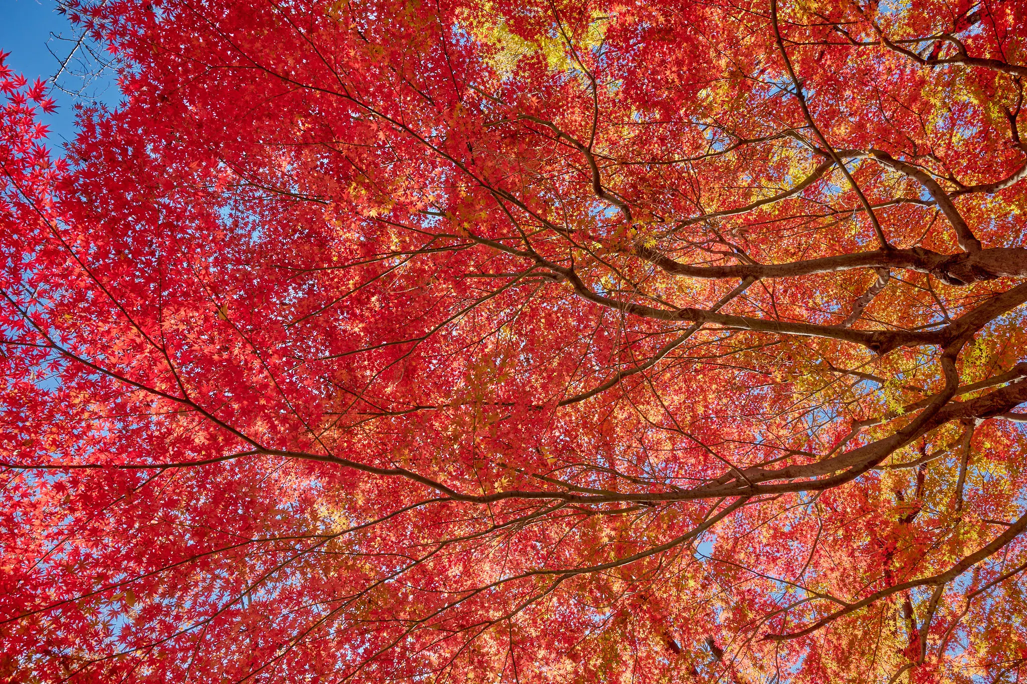 新宿中央公園の外れに紅葉スポットがあった!