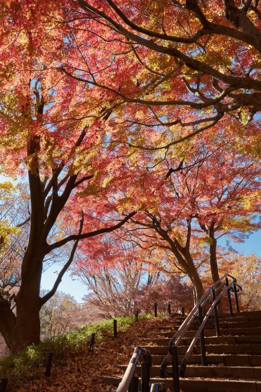 新宿中央公園の外れに紅葉スポットがあった!