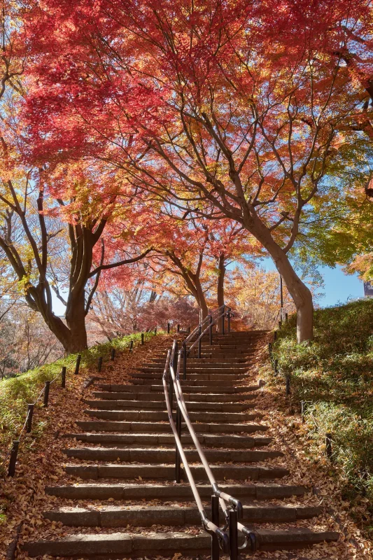 新宿中央公園の外れに紅葉スポットがあった!