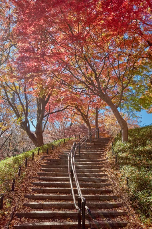 新宿中央公園の外れに紅葉スポットがあった!