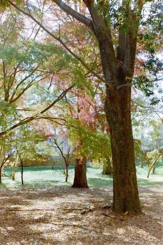 野川公園の紅葉と大イチョウ、そして桜!?