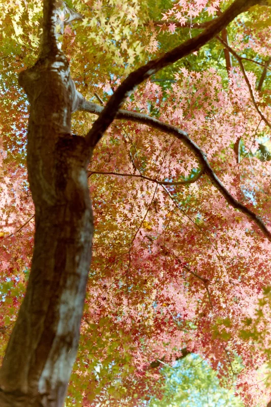 野川公園の紅葉と大イチョウ、そして桜!?