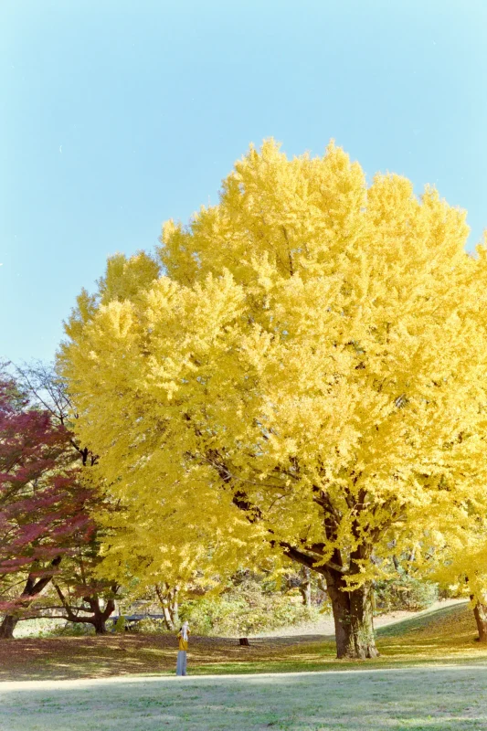 野川公園の紅葉と大イチョウ、そして桜!?